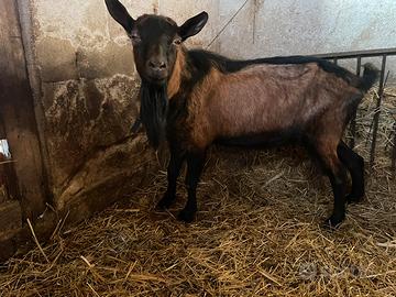 Maschio Camosciato delle Alpi