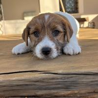 Cuccioli di Jack Russell a pelo ruvido con pedigre