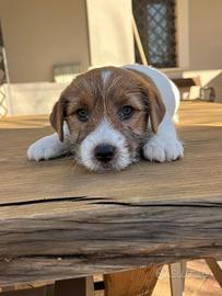 Cuccioli di Jack Russell a pelo ruvido con pedigre