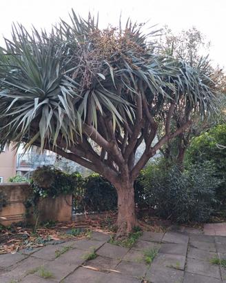 Albero per Location  Dracaena Draco