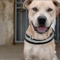 Pitbull