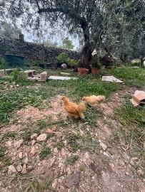 Pulcinotti di Moroseta