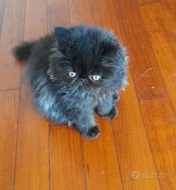 gattini Persiani 