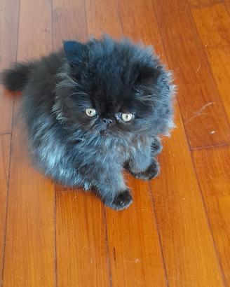gattini Persiani 