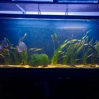 Acquario