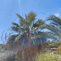 palma Washington 6-7 m