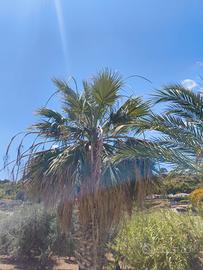 palma Washington 6-7 m