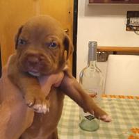 Cuccioli Pitbull