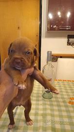 Cuccioli Pitbull