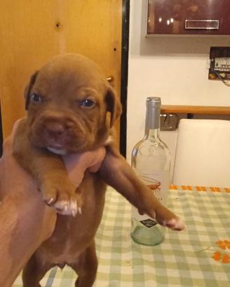 Cuccioli Pitbull