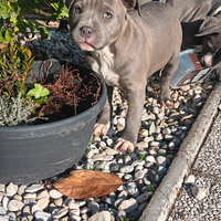 Cucciole amstaff