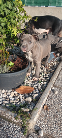 Cucciole amstaff