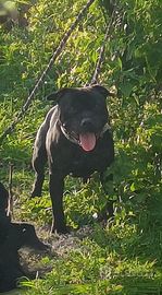 Staffordshire bull terrier disponibile per monta