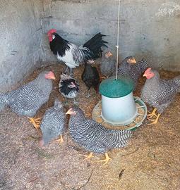 Amrock-lakenfelder-australorp