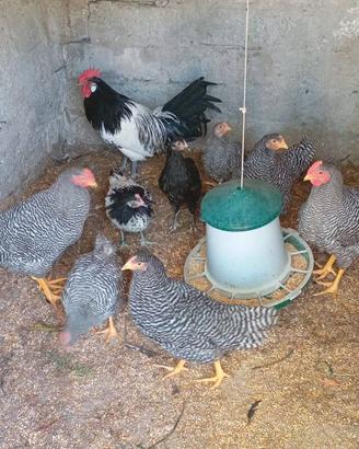 Amrock-lakenfelder-australorp