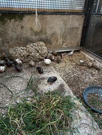 Quaglie cinesi