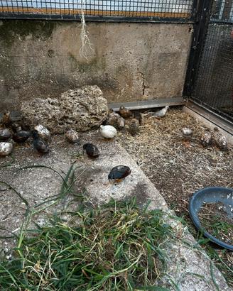 Quaglie cinesi