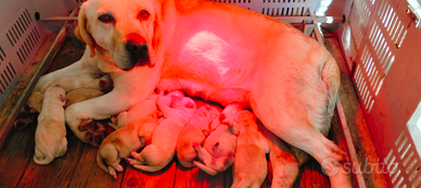 Cuccioli di labrador retriever