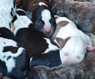 Amstaff puri