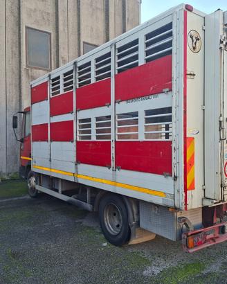 CAMION CON FURGONATURA LEGGERA TRASPORTO BESTIAME