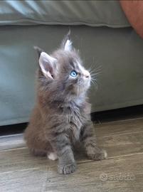 Cucciola Maine Coon con occhi impari(eterocromia)