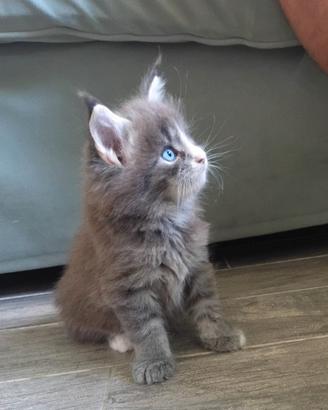 Cucciola Maine Coon con occhi impari(eterocromia)