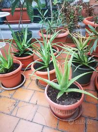 piante di Aloe vera