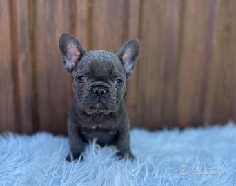 Bulldog francesi cuccioli esotici
