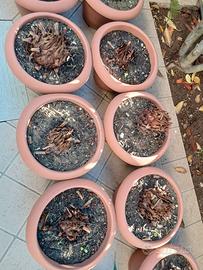 Piante grasse cycas