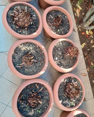 Piante grasse cycas