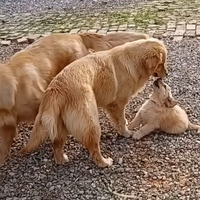 Golden retriever con pedigree