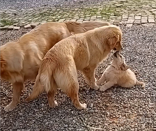 Golden retriever con pedigree