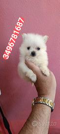 SPITZ TEDESCO PICCOLO batuffola crema