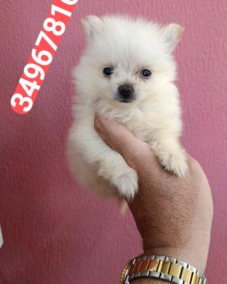 SPITZ TEDESCO PICCOLO batuffola crema