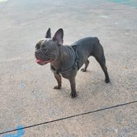 Bulldog francese