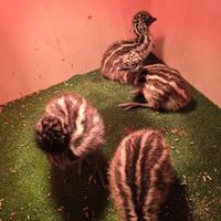 Cuccioli di Emu