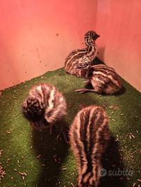 Cuccioli di Emu