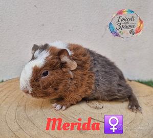 Cavie di razza con pedigree