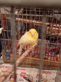 Canarino giallo con piumaggio arruffato