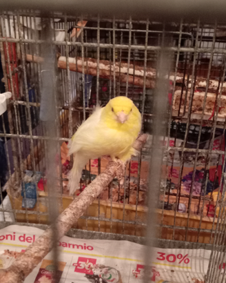 Canarino giallo con piumaggio arruffato