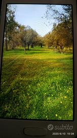 Terreno Uliveto