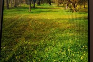 Terreno Uliveto