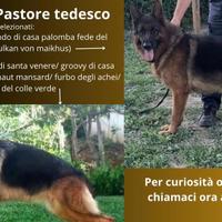 Cuccioli di pastore tedesco