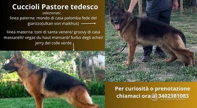 Cuccioli di pastore tedesco