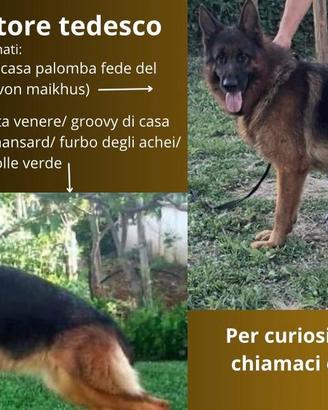 Cuccioli di pastore tedesco