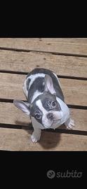 Cucciola di bulldog francese