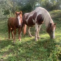 Disponibile cavalla paint