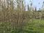 Immagine 25