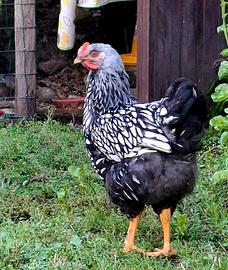 Galli wayandotte
