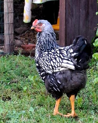 Galli wayandotte
